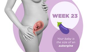 Pregnancy week by week 23